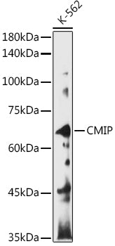 CMIP Rabbit pAb