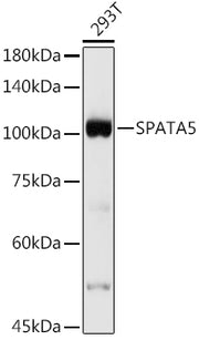 SPATA5 Rabbit pAb