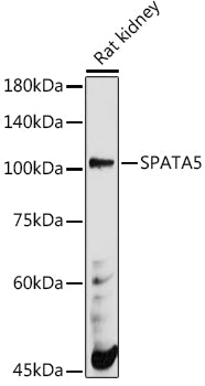 SPATA5 Rabbit pAb