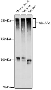 ABCA8A Rabbit pAb