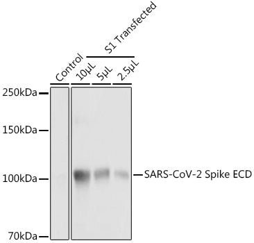 SARS-CoV-2 Spike ECD Rabbit pAb