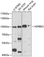 ADRBK2 Rabbit pAb