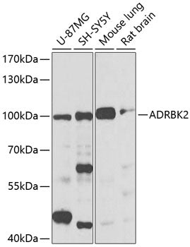 ADRBK2 Rabbit pAb