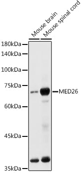 MED26 Rabbit pAb