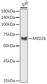 MED26 Rabbit pAb