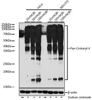 Pan-Crotonyl-K Rabbit pAb