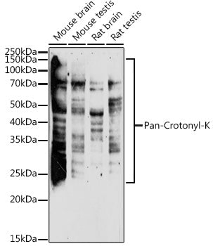 Pan-Crotonyl-K Rabbit pAb