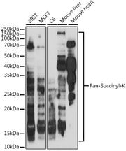 Pan-Succinyl-K Rabbit pAb