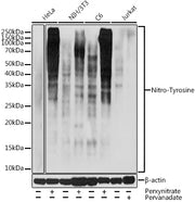 Nitro-Tyrosine Rabbit pAb