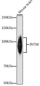 INTS8 Rabbit pAb