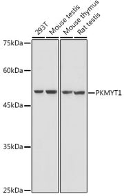 PKMYT1 Rabbit pAb