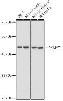PKMYT1 Rabbit pAb
