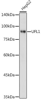 UFL1 Rabbit pAb