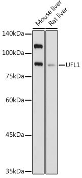 UFL1 Rabbit pAb