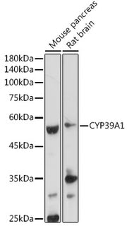 CYP39A1 Rabbit pAb