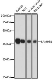 FAM98B Rabbit pAb