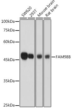 FAM98B Rabbit pAb
