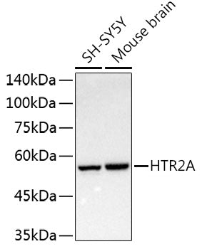 HTR2A Rabbit pAb