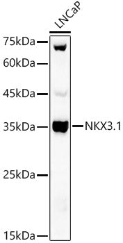 NKX3.1 Rabbit pAb