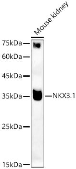 NKX3.1 Rabbit pAb