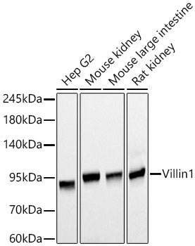 Villin1 Mouse mAb
