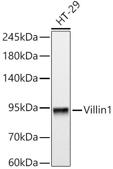 Villin1 Mouse mAb