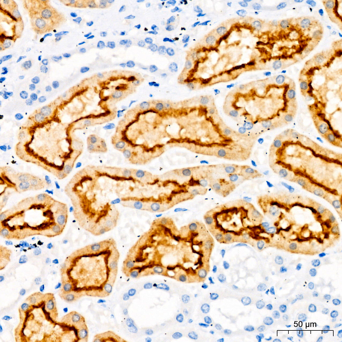 Villin1 Mouse mAb