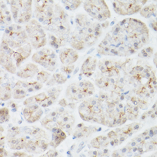 Villin1 Mouse mAb
