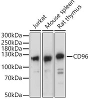 CD96 Rabbit pAb