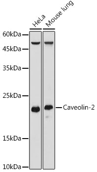 Caveolin-2 Rabbit pAb