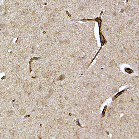 Caveolin-2 Rabbit pAb