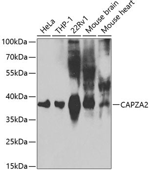 CAPZA2 Rabbit pAb