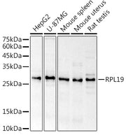 RPL19 Rabbit pAb