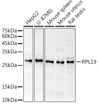 RPL19 Rabbit pAb