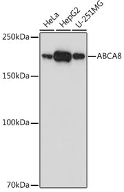 ABCA8 Rabbit pAb