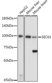SEC63 Rabbit pAb