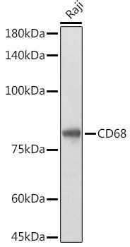 CD68 Rabbit pAb