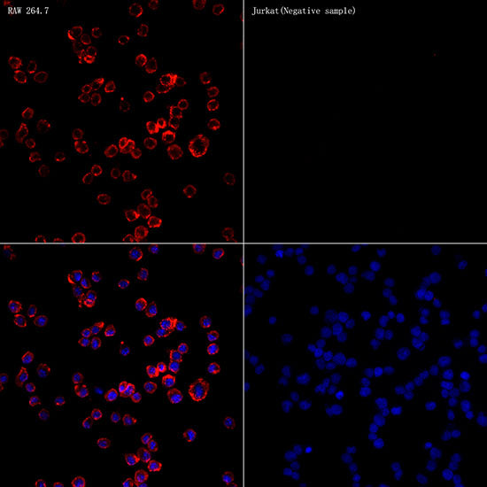 CD68 Rabbit pAb