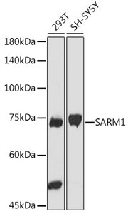 SARM1 Rabbit pAb