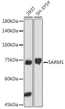 SARM1 Rabbit pAb