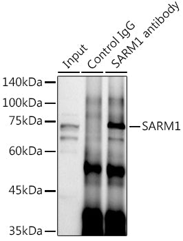 SARM1 Rabbit pAb
