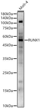 RUNX1 Rabbit pAb