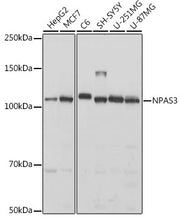 NPAS3 Rabbit pAb
