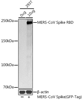MERS-CoV Spike RBD Rabbit pAb