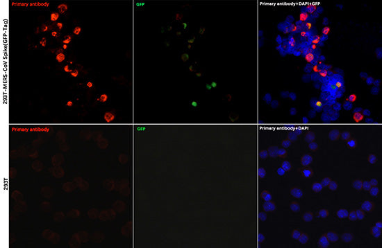 MERS-CoV Spike RBD Rabbit pAb