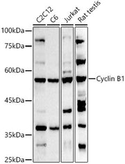 Cyclin B1 Rabbit pAb
