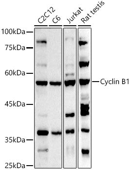 Cyclin B1 Rabbit pAb
