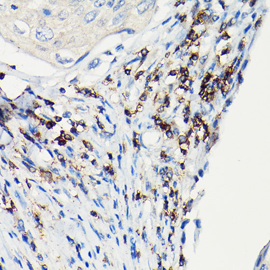 CD3H Rabbit pAb