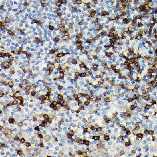 CD3H Rabbit pAb