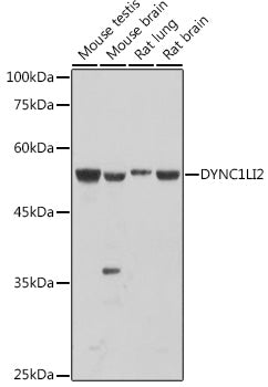DYNC1LI2 Rabbit pAb